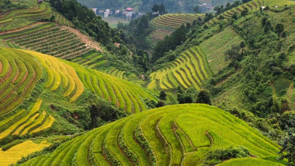 Sapa's Rice Terrace Fields