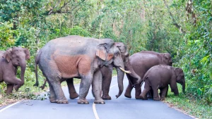 The Elephant Reserve at Bang Lamung