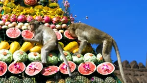 monkey feasting on fruits at Lopburi Monkey Banquet