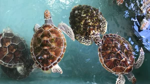 conservation center & theme parks at sattahip turtles