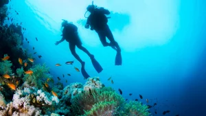 two scuba divers explore corals