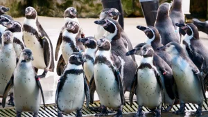a group of penguins waddle around in khao-kheow open animal reserve
