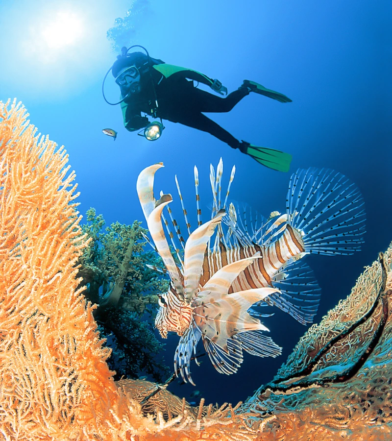 scuba diver watching leonfish